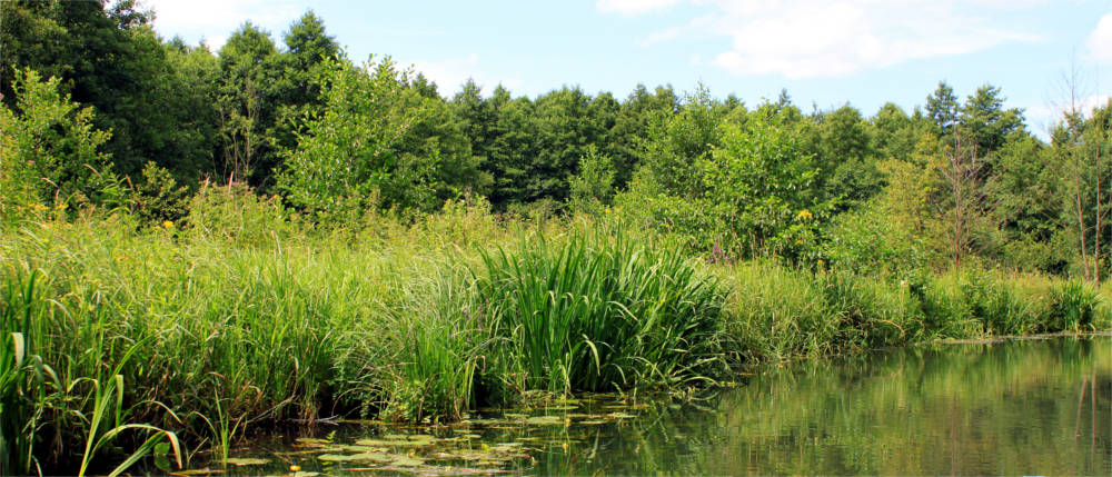 Naturlandschaft im Spreewald