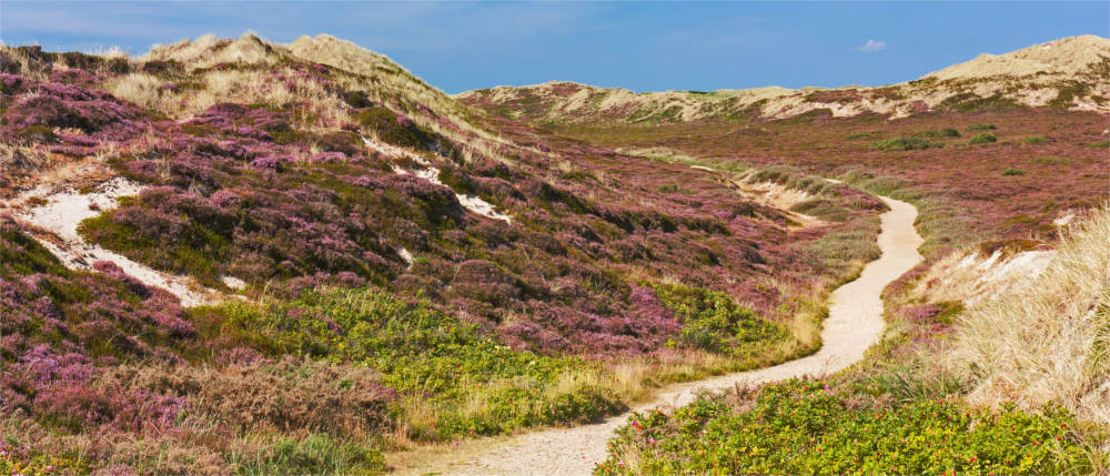 Düne in Nordfriesland