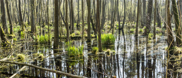 Sumpfgebiet auf Usedom
