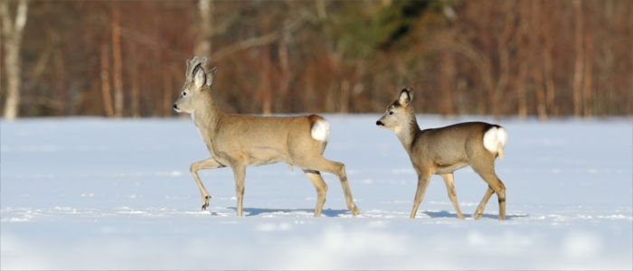 Wildtiere in Estland