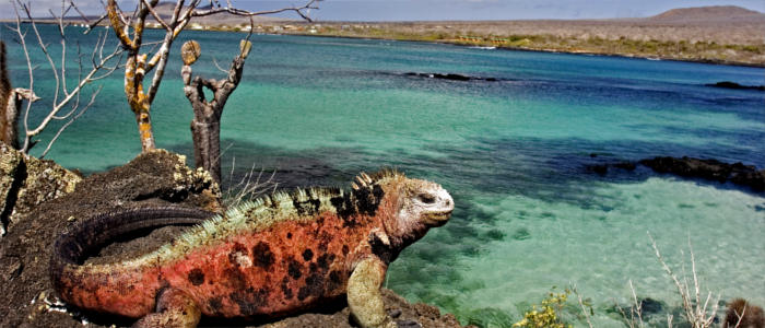 Die Meerechsen der Galapagosinseln