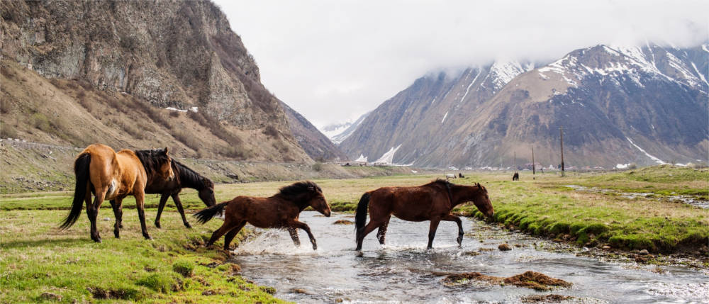 Pferde im Gebirge von Georgien
