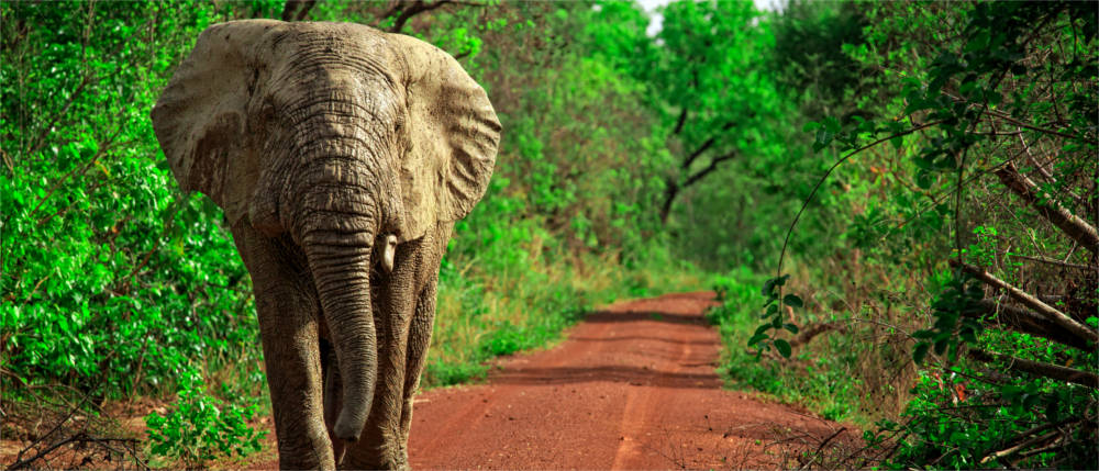 Afrikanischer Elefant in Ghana