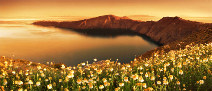 Blumenmeer auf Santorini