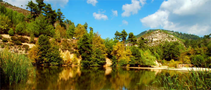 Typische Vegetation auf Thassos