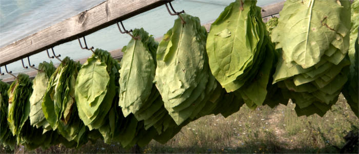 Tabakplantage in Xanthi
