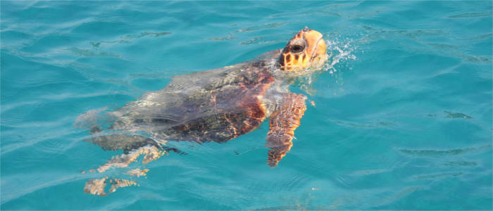 Riesenschildkröte Zakynthos