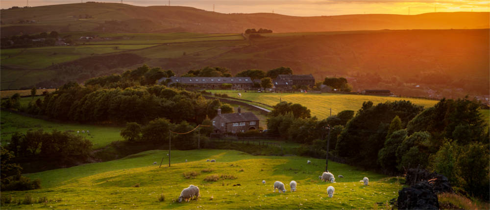 Schafe beim Weiden in England