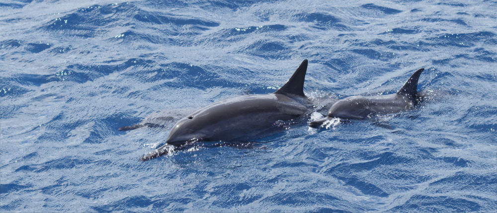 Delfine vor den nördlichen Marianen
