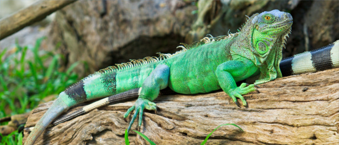 Leguan in Haiti