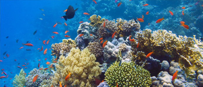 Unterwasserwelt vor Haiti