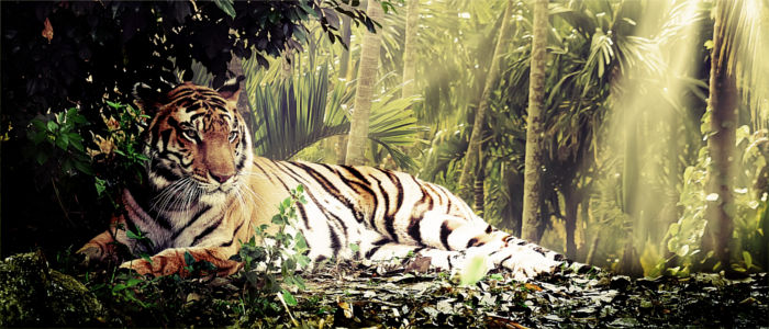 Bengalischer Tiger Indien