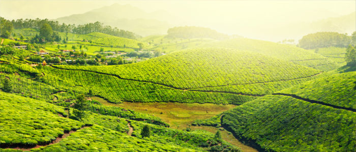 Teeanbau Kerala in Indien