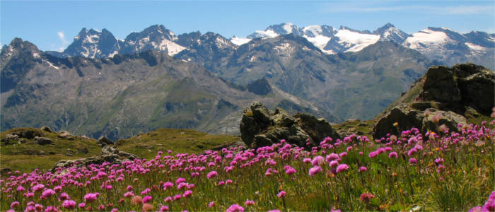 Blumenwiese vor traumhafter Berglandschaft