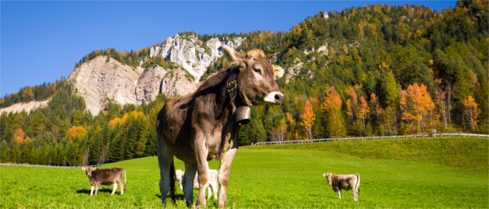 Kuhweide im alpinen Tal