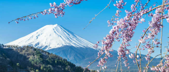 Japans Fuji und Kirschblüten