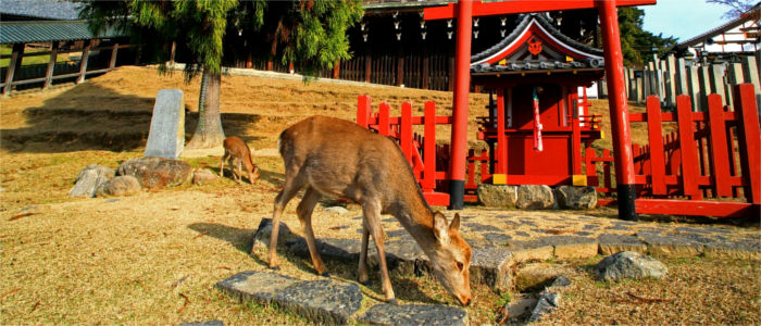 Der Nara-Park in Japan