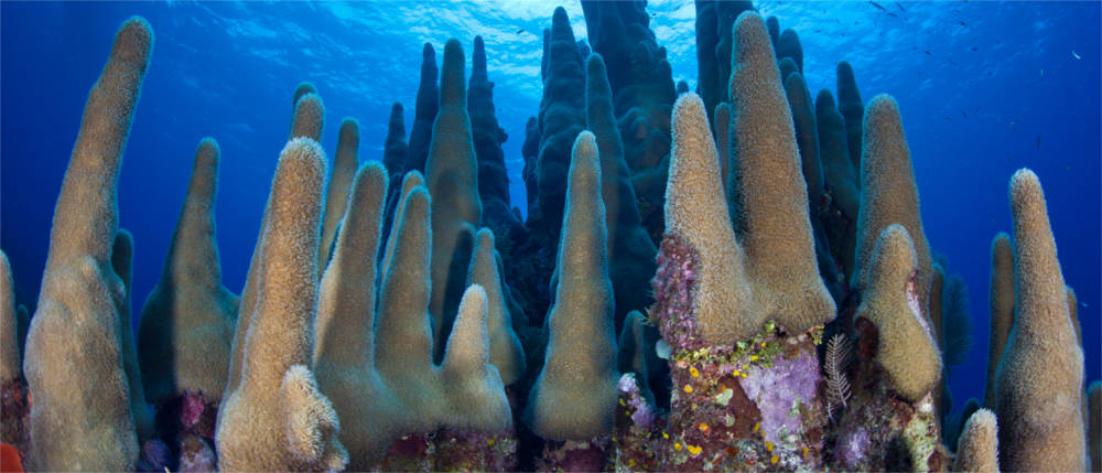 Korallenriff Kaimaninseln