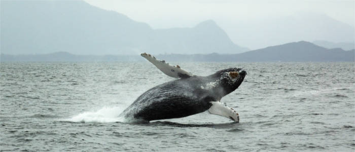 Wale vor Vancouver Island - Kanada