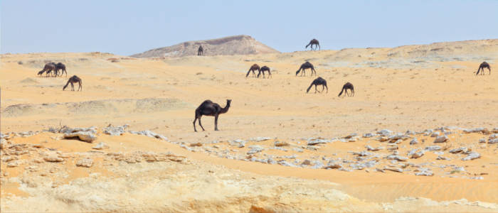 Kamele in Katars Wüste