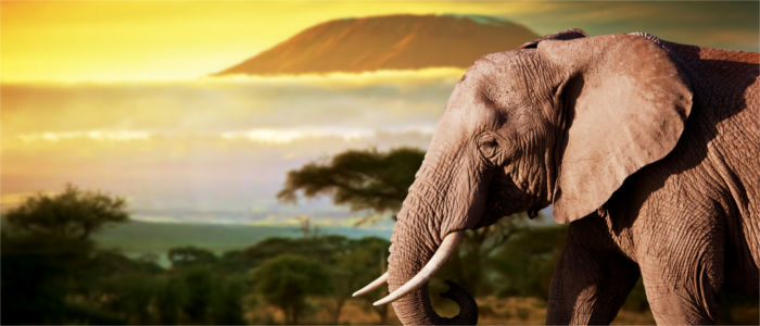 Elefant Kenias vorm Kilimandscharo in Tansania