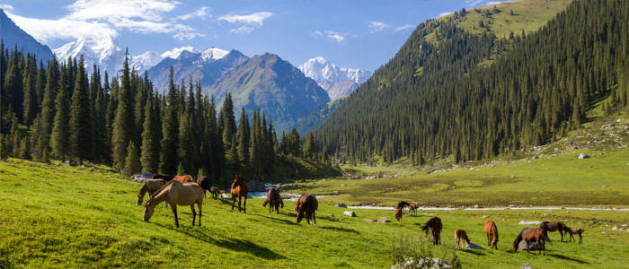 Pferde vor dem Tien Shan Gebirge in Kirgisistan