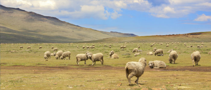 Schafe auf der Weide in Lesotho