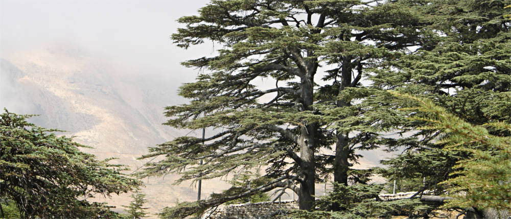 Libanesischer Zedernwald
