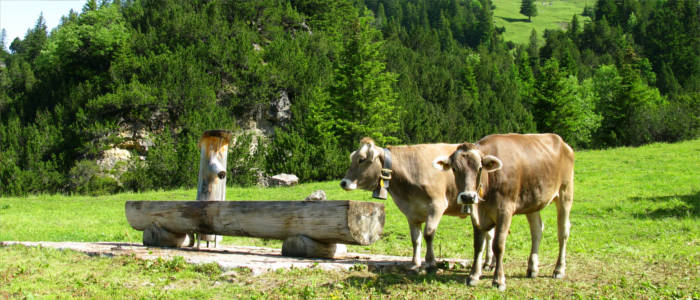 Die typische Fauna von Liechtenstein
