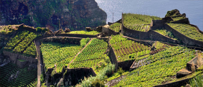 Terrassenanbau auf Madeira