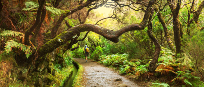 Wanderungen durch die Wälder Madeiras