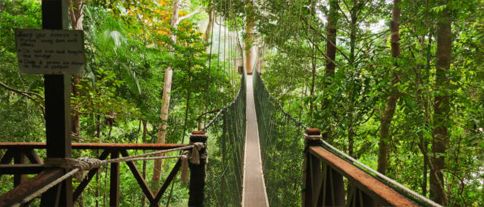 Nationalpark Taman Negara mit Canopy Walkway