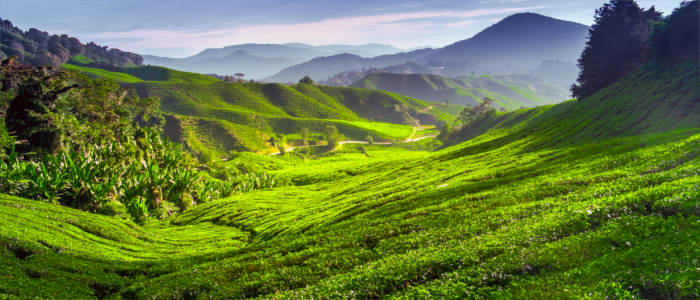 Teeplantage der Cameron Highlands