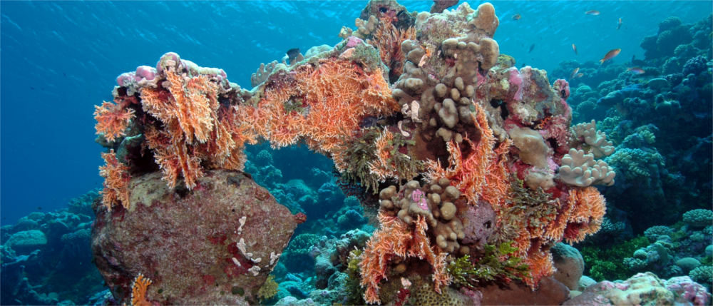 Korallenriffe der Marshallinseln