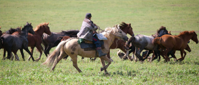 Mongole beim Pferde antreiben