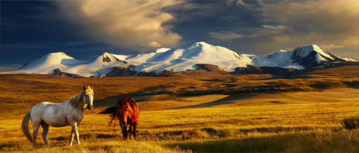 Pferde auf dem Hochplateau Ukok, Mongolei