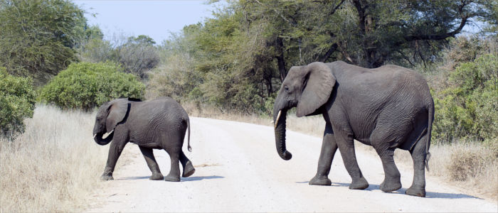 Elefanten in Mosambik beobachten