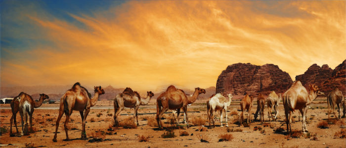 Kamele in der Wüste des Nahen Ostens
