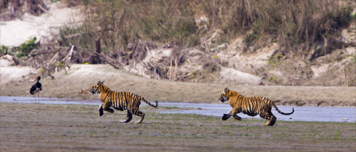 Wilde Tiger in Nepal