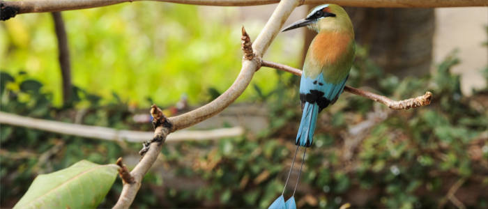Nicaraguas Nationalvogel - Guardabarranco