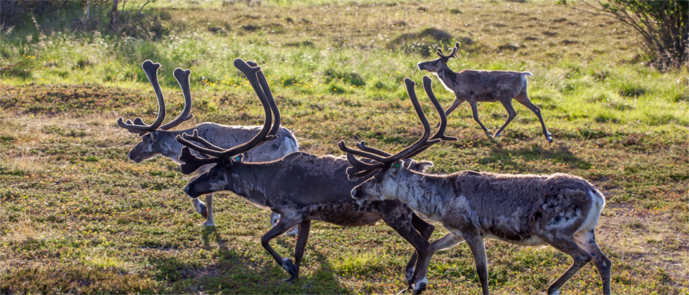 Fauna Hedmark