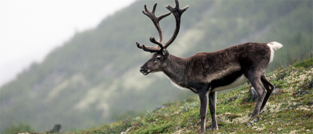 Fauna in Norwegen
