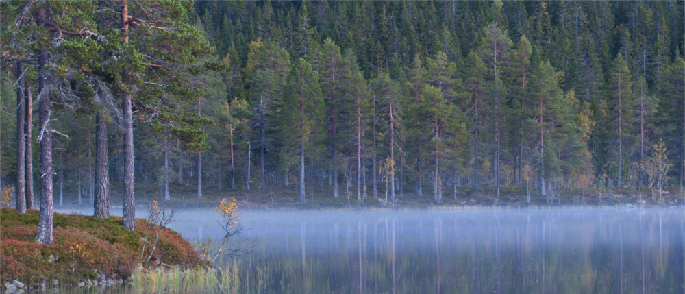 Nadelwald am See in Norwegen