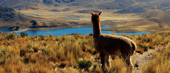 Alpaka in Peru