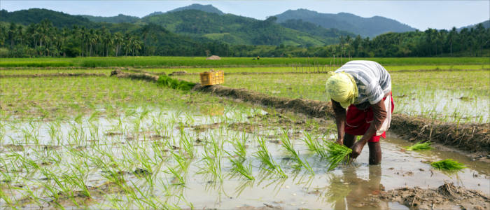 Auf den Philippinen Reis ernten