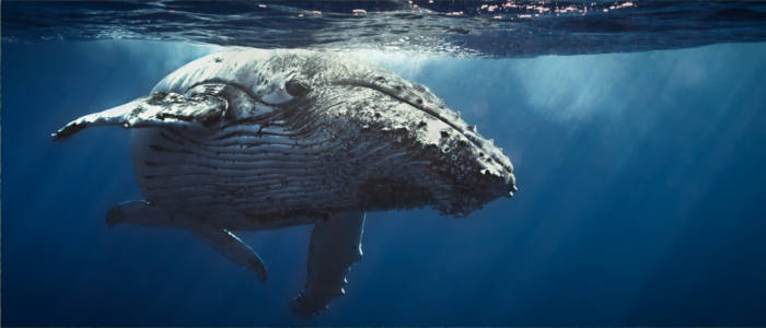 Réunions Meeresfauna - Wale