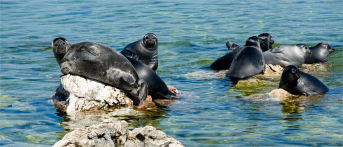 Fauna des Baikalsees