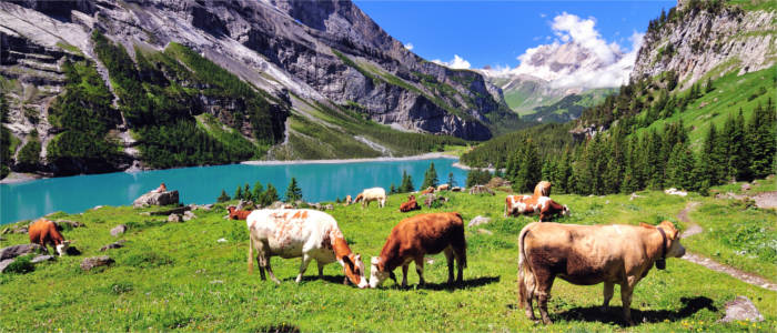 Kühe im Berner Oberland