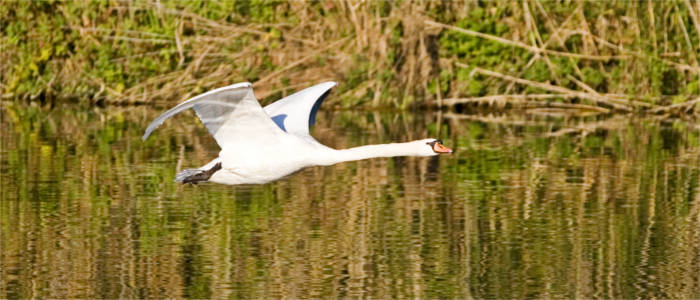 Zugvögel nisten am Bodensee