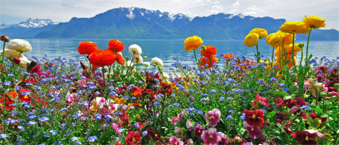 Blumen am Genfersee, Genfersee mit Alpen im Hintergrund